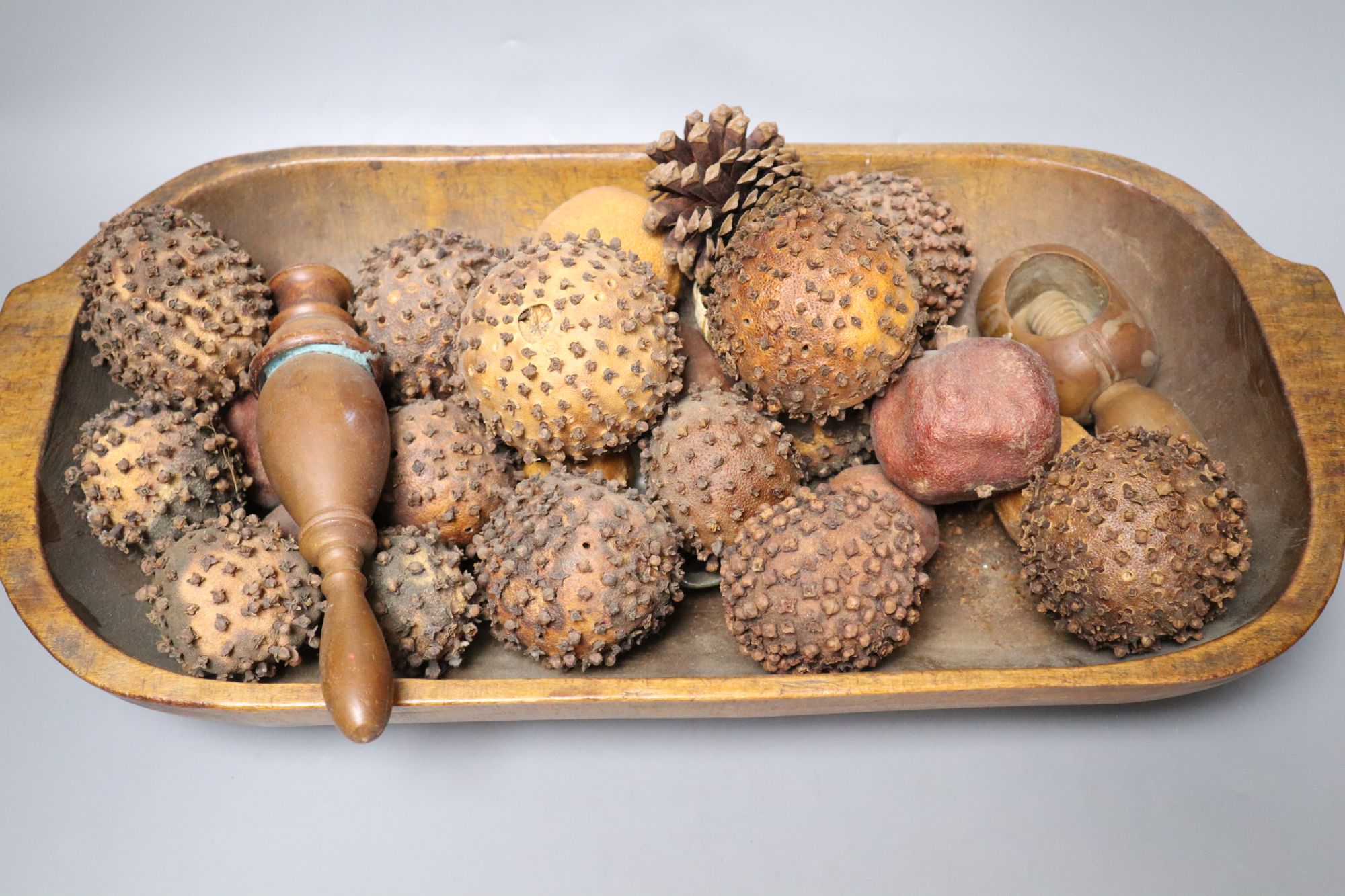 A trough, length 53cm, seed pods etc.,